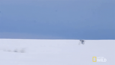 Bird Flying Over Snowy Field GIF