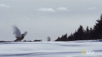 Bird Flying Over Snowy Field National Geographic Wild GIF