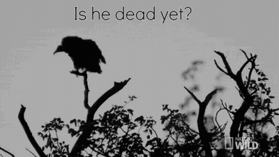 Bird Flying Over Tree Branch Saying Is He Dead Yet GIF