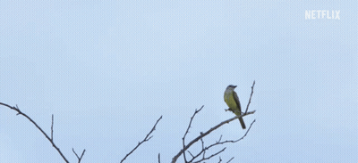 Bird Flying Over Tree Branch With Netflix Logo GIF
