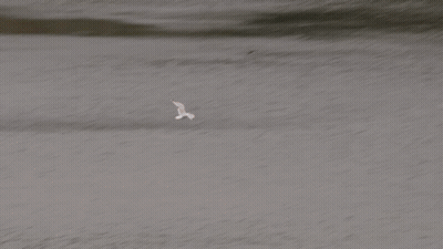 Bird Flying Over Water With Rocks GIF