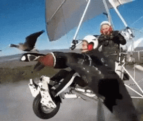 Bird Flying With Glider GIF