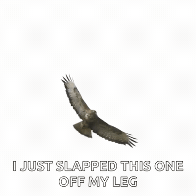 Bird Flying With I Just Slapped This One Off My Leg GIF