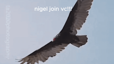 Bird Flying With Nigel Join VC GIF