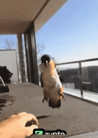 Bird Held By Person With Zunta GIF