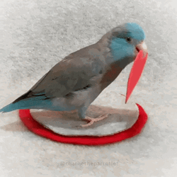 Bird Holding Corazon GIF