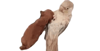 Bird Holding Puppy Sticker