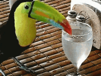 Bird Hornbill GIF