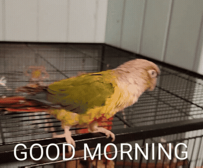 Bird In Cage Saying Good Morning GIF