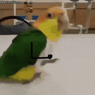 Bird In Green Shirt Walking GIF