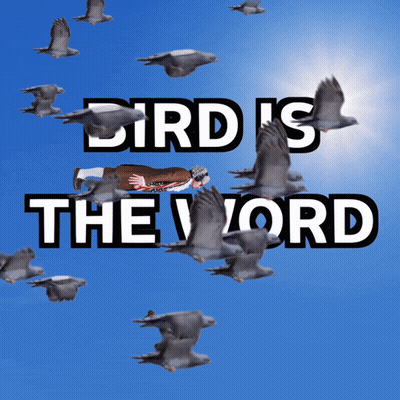 Bird Is The Word Flying Man GIF