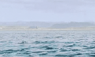 Bird Jumping Out Of Water Saying Abnormal GIF