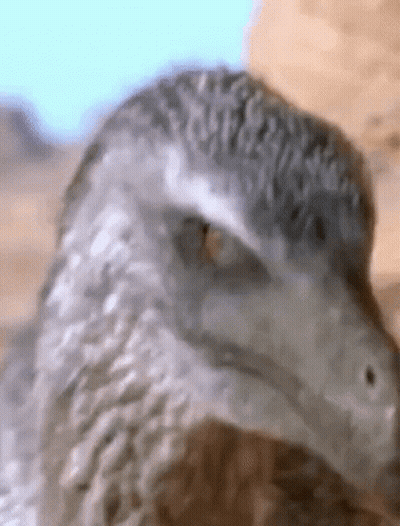 Bird Looking At Camera GIF