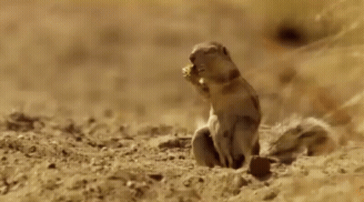 Bird Looking Out Of Tree Hole National Geographic Wild GIF
