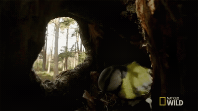 Bird Looking Out Of Tree Hole National Geographic Wild GIF
