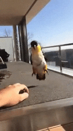 Bird Make Me Dance GIF