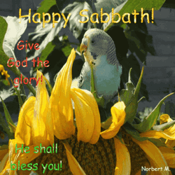 Bird On Flower Happy Sabbath GIF