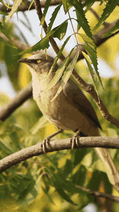 Bird On Tree Branch With Leaves GIF