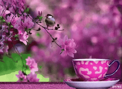 Bird Perched Next To Coffee GIF