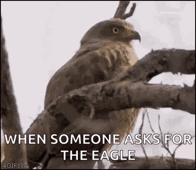 Bird Perched On Branch When Someone Asks For The Eagle GIF