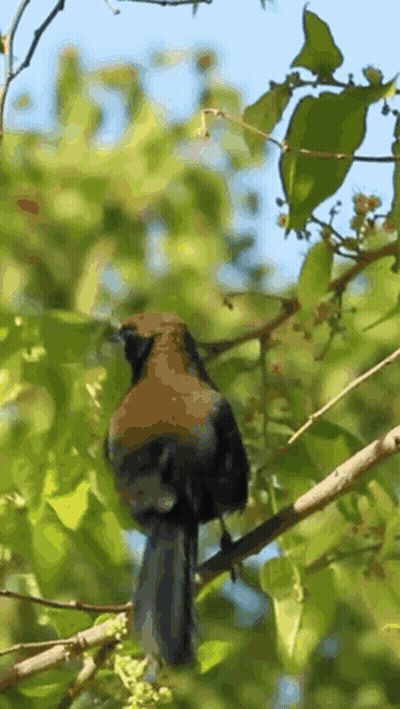 Bird Perched On Branch With Leaves GIF