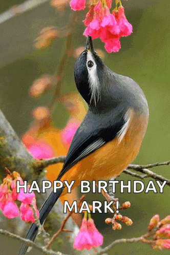 Bird Perched On Branch With Pink Flowers Happy Birthday Mark GIF