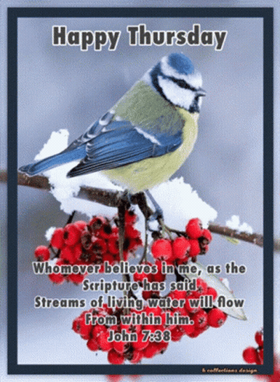 Bird Perched On Branch With Red Berries And John 7:38 Quote GIF