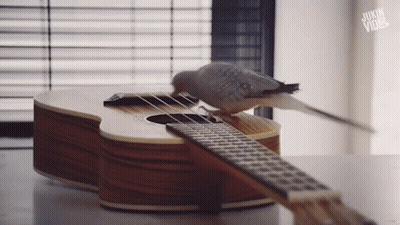 Bird Perched On Guitar Neck Saying Jukin Vine GIF