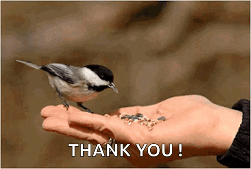 Bird Perched On Hand Saying Thank You GIF