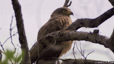 Bird Perched On Tree Branch Senorgif.com GIF