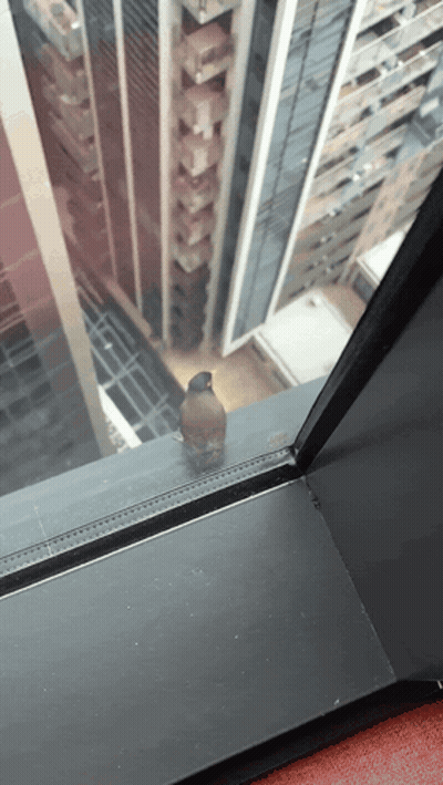 Bird Perched On Window Sill Looking At City GIF