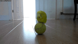 Bird Play Tennis Ball Cute Animal