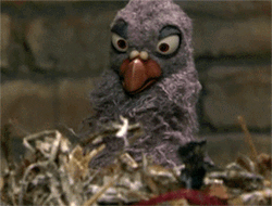 Bird Popcorn Funny Eating GIF