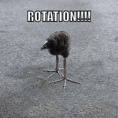 Bird Rotation GIF