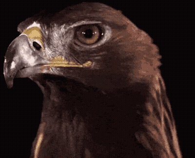 Bird's Head Close Up GIF