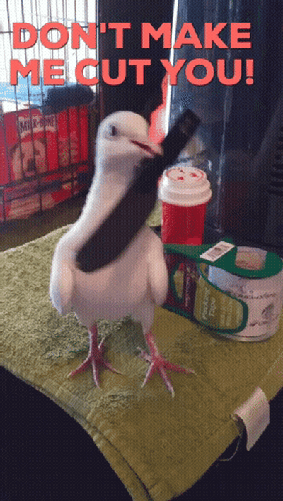 Bird Saying Don't Make Me Cut You GIF