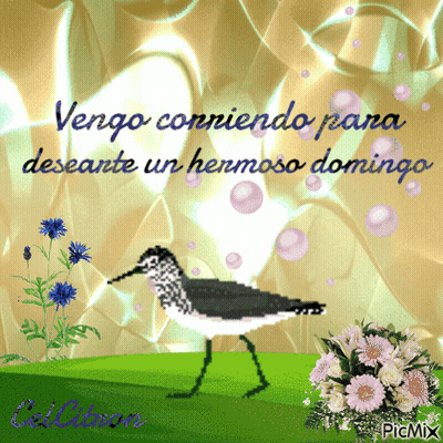 Bird Saying Vengo Conniendo Para Desante Un Hermoso Domingo GIF