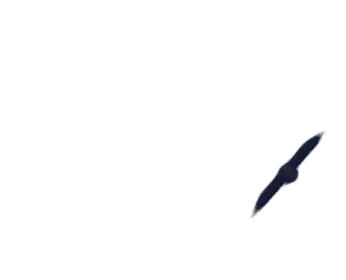 Bird Silhouette Flying In Sky Sticker