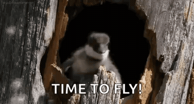 Bird Sitting In Tree Hole Saying Time To Fly GIF