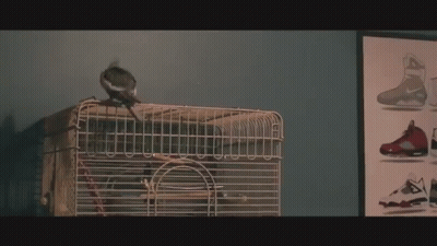 Bird Sitting On Cage Next To Shoes Picture GIF
