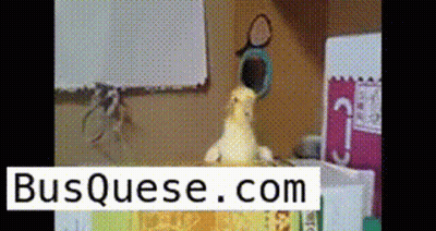 Bird Sitting On Table With Busquese.com Sign GIF