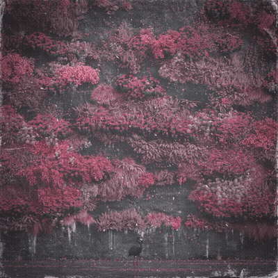 Bird Standing In Front Of Pink Flower Wall GIF