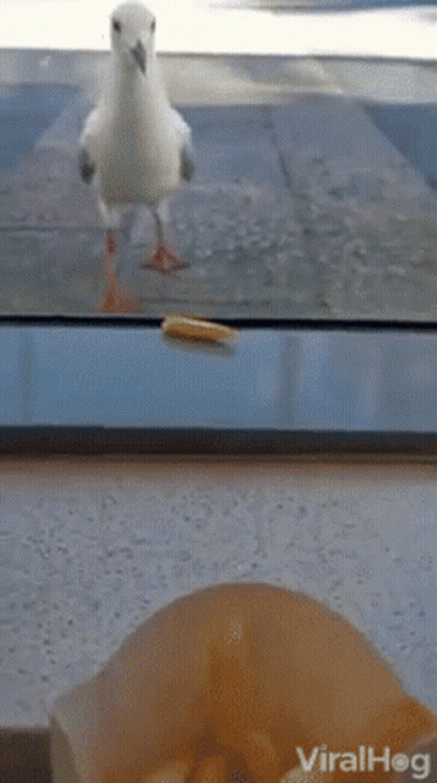 Bird Standing Next To Box Of French Fries Looking Out Window GIF