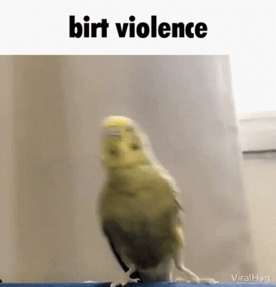 Bird Standing On Blue Ledge Birt Violence GIF
