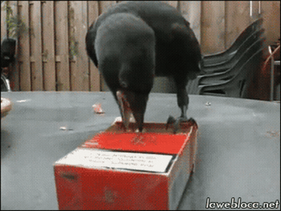 Bird Standing On Cigarette Box With Lawebloca.net GIF
