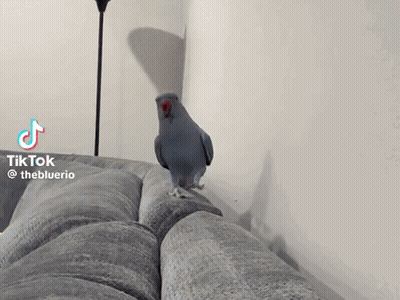 Bird Standing On Couch With TikTok GIF