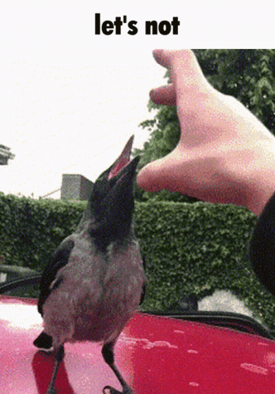 Bird Standing On Red Car GIF