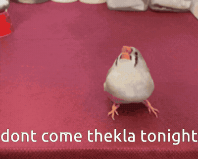 Bird Standing On Table Saying Dont Come Thekla Tonight GIF