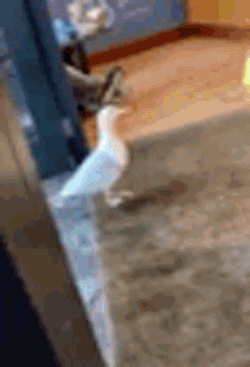 Bird Stealing GIF