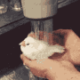 Bird Taking Shower GIF